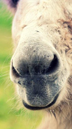 Portrait of a donkey outdoors. Donkey face. Burro nose. Vertical banner