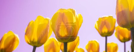 Tulpenfeld im Frühling. Gelbe Tulpen gegen rosa Himmel. Horizontales Banner