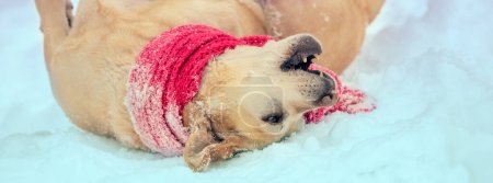 Glücklicher Hund mit einem gestrickten Schal um den Hals. Der Hund liegt auf dem Rücken im Schnee. Horizontales Banner