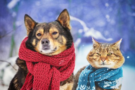A funny dog and a cat in knitted scarves sit together outdoors in the snow in winter. Christmas scene