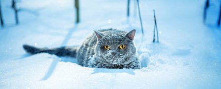 Funny Blue British Shorthair cat cowered with snow, sitting in snowdrift