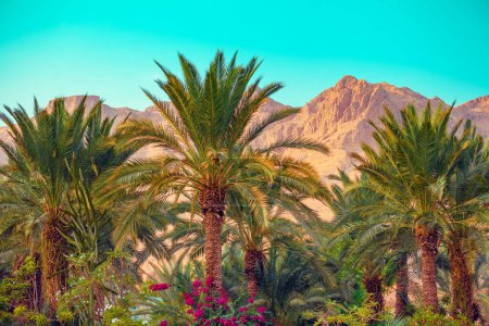 Paisaje rural con plantación de palmeras y montañas al fondo. Ein Gedi, Israel
