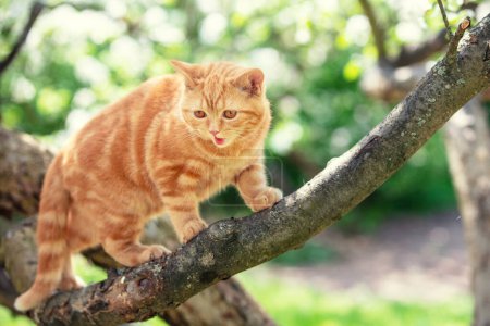 Ginger gatito colándose en el árbol en un jardín de primavera
