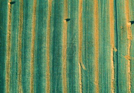 Top view of a colorful geometric wheat field. Rural nature. Top view of green-colored mown hay
