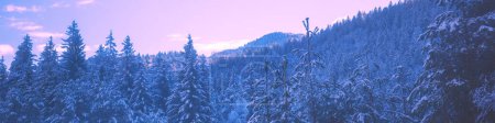 Schneebedeckte Fichten am Berghang während des Sonnenaufgangs im Winter. Horizontales Banner