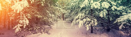 Winter forest covered with snow on a sunny day. Pine forest in winter. Christmas background. Horizontal banner