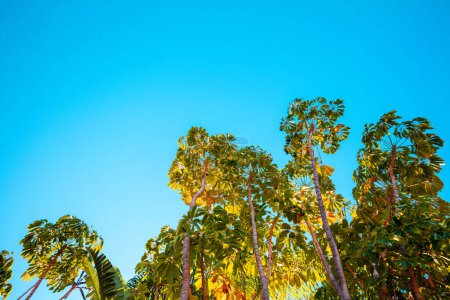 Mediterranean landscape. Foliage on a sunny day. Schefflera trees in the park against the blue sky