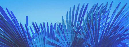 Palmenblätter gegen den blauen Himmel. Silhouette von hohen Palmblättern