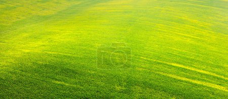 Summer rural landscape, countryside. Grass texture. Rolling wheat fields on the hill. Nature background. Horizontal banner