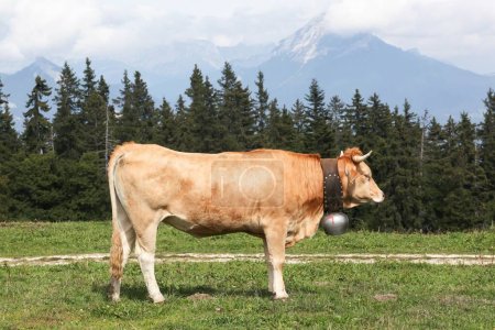 Vache laitière avec cloche dans les montagnes du Vercors, France