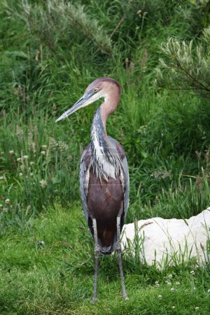 Goliath heron in the nature