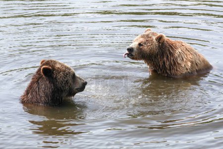 Photo for Brown bears playing in the water - Royalty Free Image