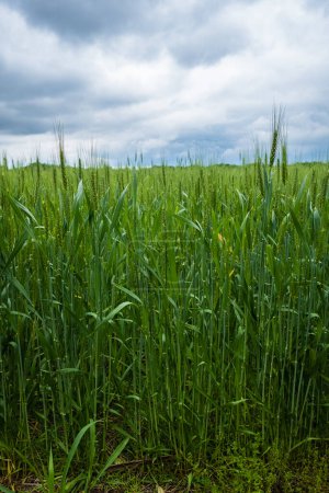 Photo for Wheat field in rural Tennessee - Royalty Free Image