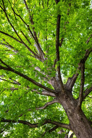 Photo for Beautiful American oak tree - Royalty Free Image