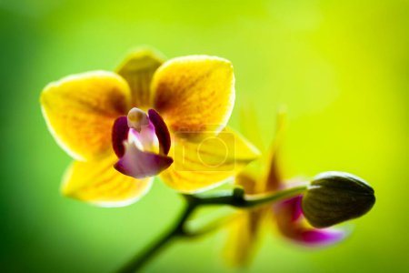 Foto de Vista de cerca de una hermosa planta de orquídea en miniatura en flor. - Imagen libre de derechos