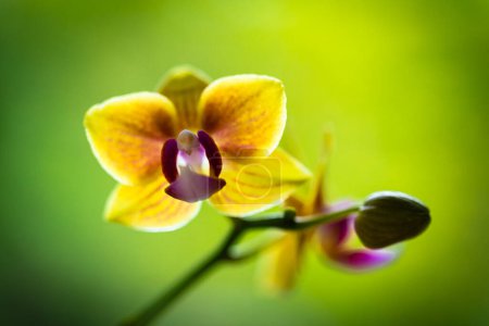 Téléchargez les photos : Vue rapprochée d'une belle orchidée miniature en fleur. - en image libre de droit