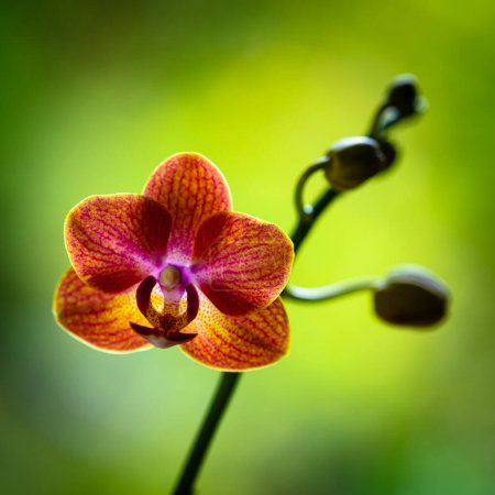 Photo for Close up view of a beautiful miniature orchid plant in bloom. - Royalty Free Image