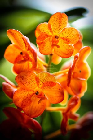 Photo for Close up view of a exotic spotted tangerine vanda orchid plant in bloom. - Royalty Free Image