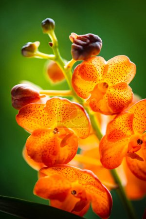 Foto de Vista de cerca de una planta exótica manchada de orquídea vanda de mandarina en flor. - Imagen libre de derechos