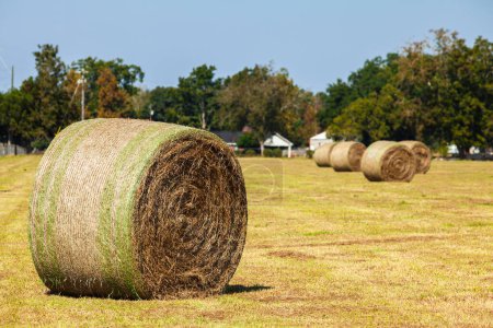 Photo for Rolled hay bales on a farm in rural Alabama - Royalty Free Image