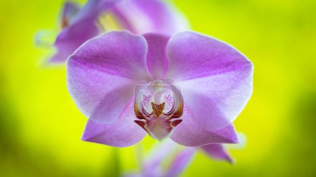 Foto de Vista de cerca de hermosas flores de la orquídea phalaenopsis púrpura en flor. - Imagen libre de derechos