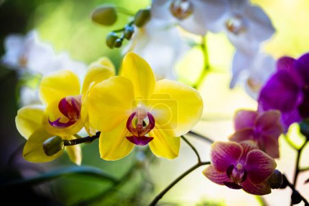 Photo for Close up view of beautiful phalaenopsis orchid flowers in bloom. - Royalty Free Image
