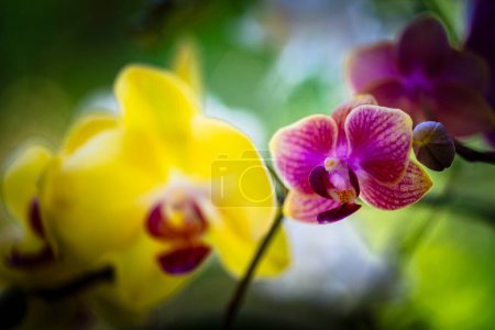 Foto de Vista de cerca de hermosas flores miniatura de la orquídea phalaenopsis en flor. - Imagen libre de derechos