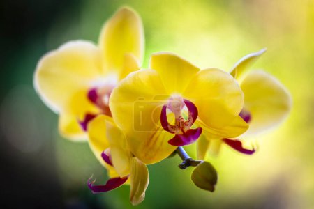 Foto de Vista de cerca de hermosas flores de orquídea phalaenopsis amarillas en flor. - Imagen libre de derechos