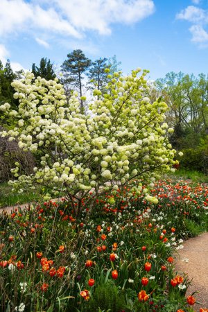 Foto de Jardín Botánico de Atlanta en el distrito del centro - Imagen libre de derechos