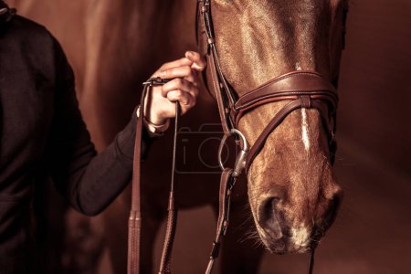 Photo for Rider's Hand Touching the Head of the Horse Wearing Brown Leather Bridle. Front View Closeup. Equestrian Theme. - Royalty Free Image