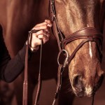 Rider's Hand Touching the Head of the Horse Wearing Brown Leather Bridle. Front View Closeup. Equestrian Theme.