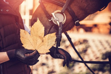 Photo for Horse head and autumn leaf. Autumn theme. Equestrian. - Royalty Free Image