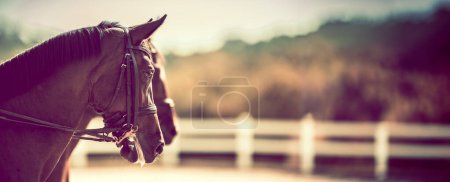 Photo for Horse heads with equestian parkour in background. Equestrian theme. - Royalty Free Image