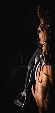 Photo for Front View of the Horse with a Rider on its Back Looking Straight in the Camera Lens. Uniform Dark Background with Copy Space. Equestrian Theme. - Royalty Free Image