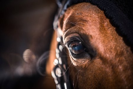 Photo for The Depths of the Horse's Eye. Detail Focused Closeup. Blurred Background. Equestrian and Animal Lover Theme. - Royalty Free Image