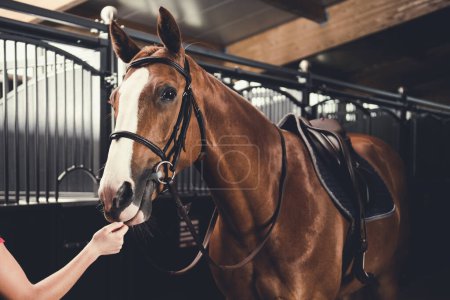 Photo for Horse in stable ready for training. Equestrian theme. - Royalty Free Image