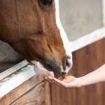 Closeup of Female Hand Touching the Horse's Muzzle While Giving a Treat. Horse and Animal Care Theme.