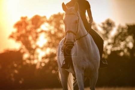 Photo for Happy white horse and his rider at the sunset. Equestrian theme. - Royalty Free Image