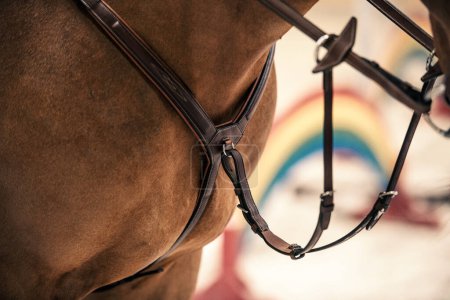 Photo for Closeup of Brown Leather Horse Breastplate with Martingale Attachment. Equestrian Tack and Equipment Theme. - Royalty Free Image