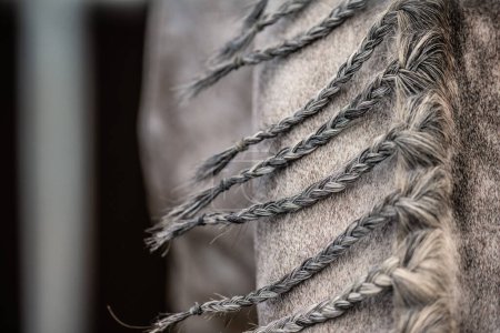 Photo for Closeup of Grey Horse's Braided Mane. Equestrian Show Preparation Details. Horse Grooming Theme. - Royalty Free Image