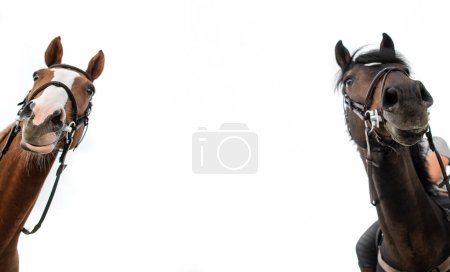 Téléchargez les photos : Deux chevaux regardent en bas. Fond blanc. Espace vide entre les deux. Thème équestre. - en image libre de droit