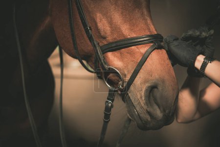 Photo for Caucasian Rider Fastening the Flash Strap on a Bridle Before a Ride. Horse's Muzzle Closeup. Equestrian Theme. - Royalty Free Image