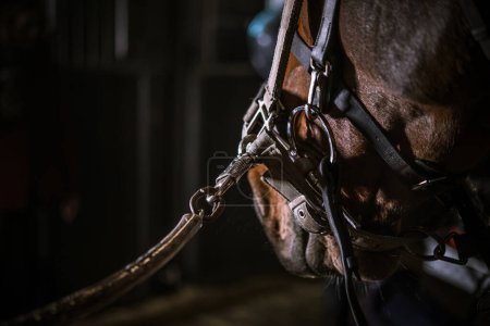 Photo for Closeup of Tacked Up Horse with Bridle and Halter On Waiting for a Rider in a Dark Stable. Equestrian Training Routine Theme. - Royalty Free Image