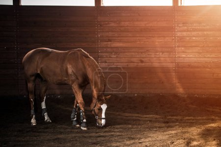Photo for Horse in the stable. Equestrian sports theme. A mare without a saddle. - Royalty Free Image