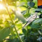 Pruning plants. Pruning basil. Gardening and caring for plants. Gardening scissors.