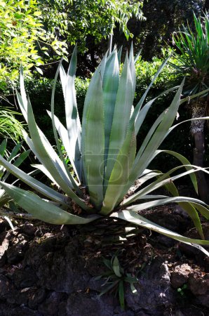 Photo for Giant yucca in a garden of tropical plants. A large evergreen plant from the agave family. Vertical orientation. - Royalty Free Image