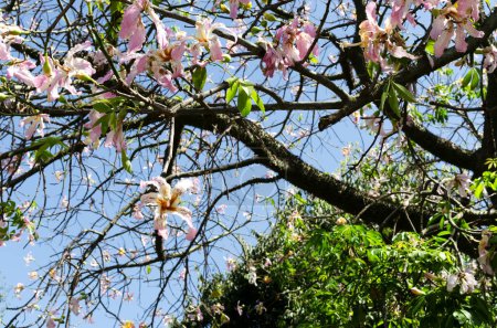Téléchargez les photos : Ceiba speciosa ou soie dentaire sur le fond du ciel bleu. Un arbre tropical avec des épines sur le tronc et des fleurs roses. Orientation horizontale. - en image libre de droit