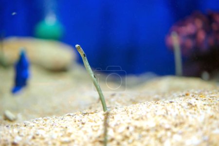Foto de Las anguilas de jardín manchadas mientras habitan con gracia el fondo del mar bajo el ballet muestra el encanto de la vida marina - Imagen libre de derechos