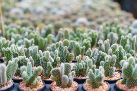 Téléchargez les photos : Une vaste collection de cactus miniatures dans différentes formes et tailles, soigneusement mis en pot et alignés pour être exposés dans un centre de jardin - en image libre de droit