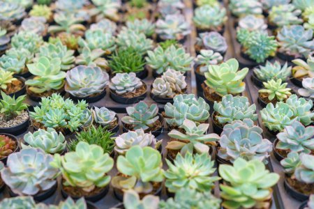Eine umfangreiche Auswahl an Echeveria-Sukkulenten, die ihre Rosettenformen und subtilen Farbvariationen präsentieren, eingetopft und in einer Gärtnerei arrangiert